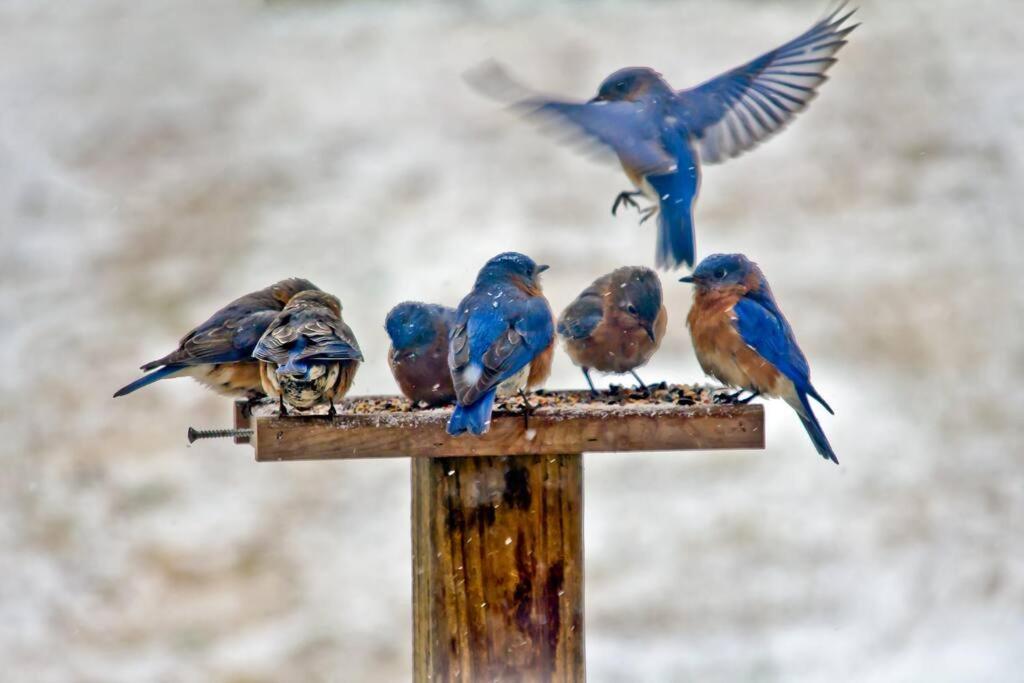 Bluebirds Nest 10 Min To Avl Biltmore Hot Tub Cont Bkfst Sparkling Water Asheville Luaran gambar